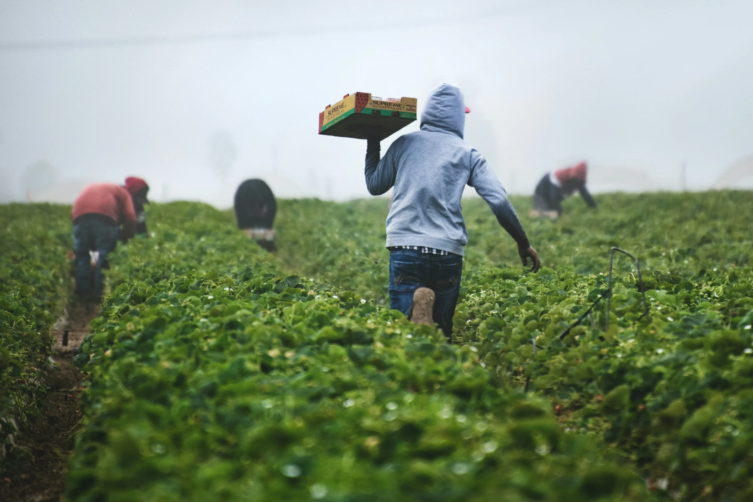 Agricultural Competitiveness Enhancement Fund - Grants-in-Aid for Higher Education Program (ACEF-GIAHEP)